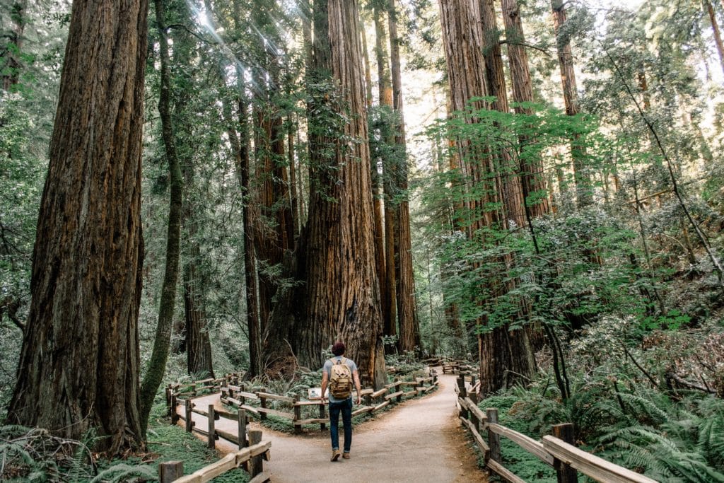 redwoods at Muir Woods