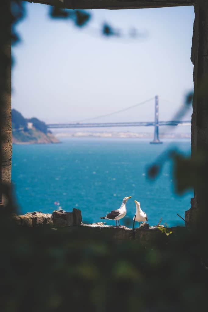Facts about Alcatraz, White seagulls on the rock,