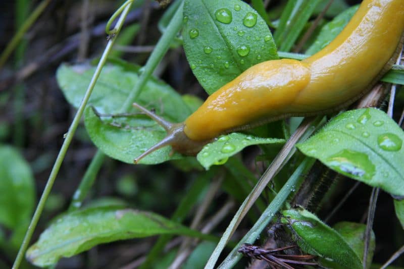 Muir Woods wildlife - slugs 