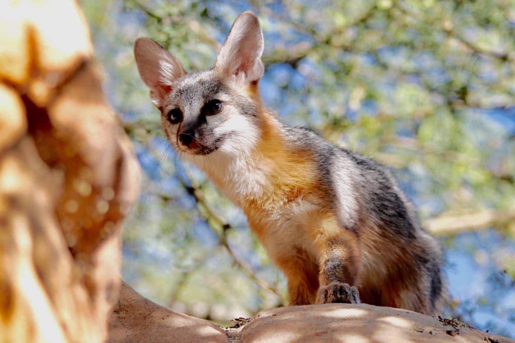 grey fox in Muir Woods