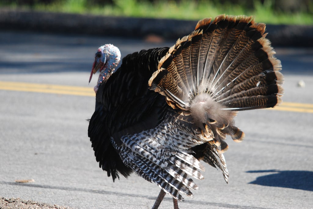 Animals in the woods - turkey 