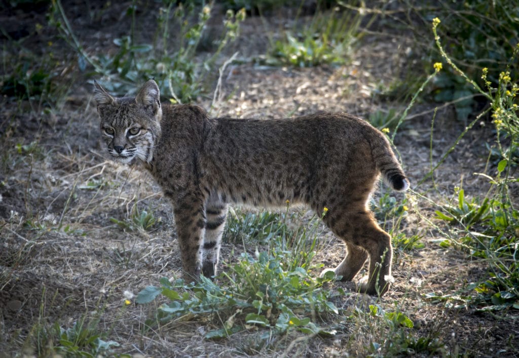 bobcats in Muir Woods National Monument