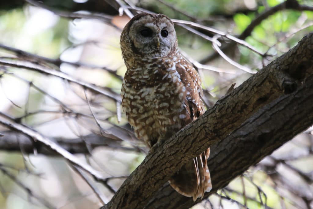owls in Muir Woods