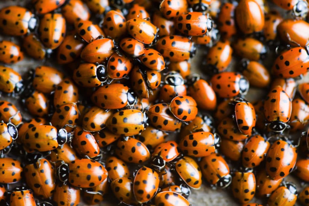 lady bugs in Muir Woods