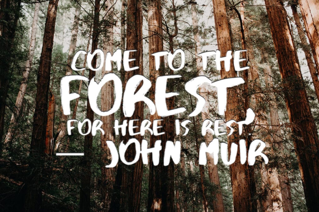 "come to the forest for here is rest" john muir quote