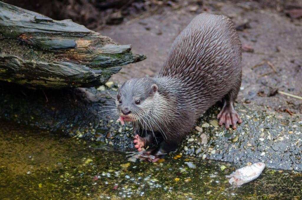 river otters in Muir Woods National Monument