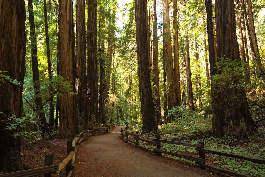 Path in Muir Woods surrounded by redwood trees