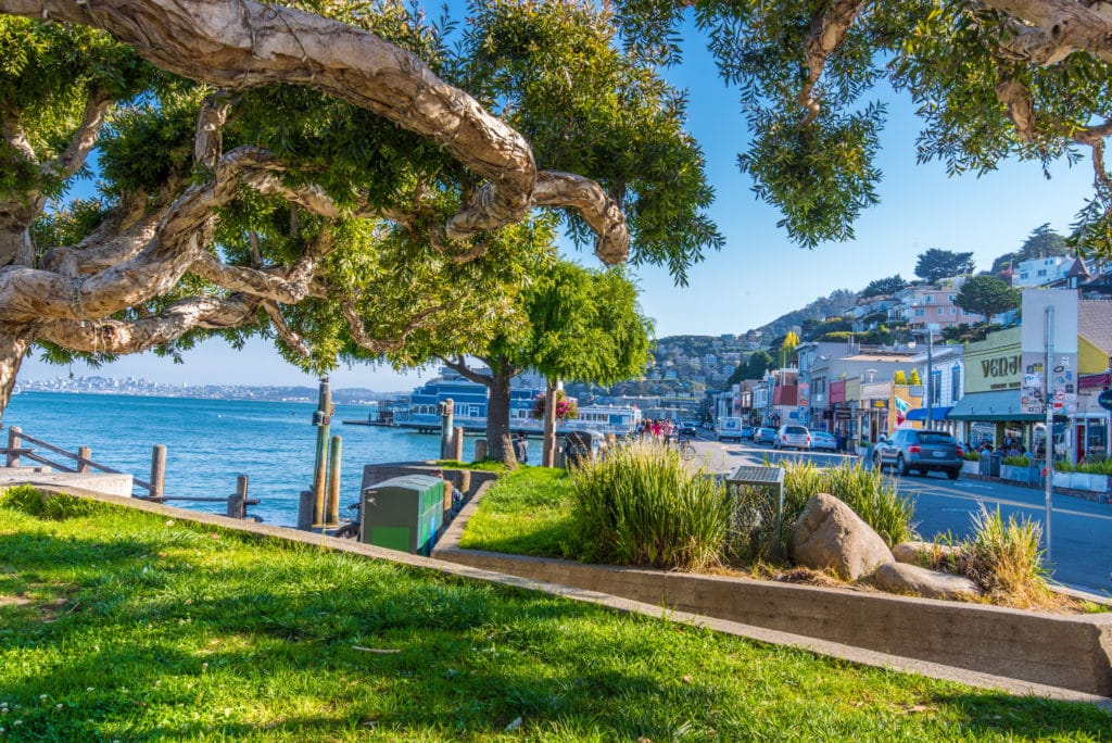 green grass on the sausalito waterfront