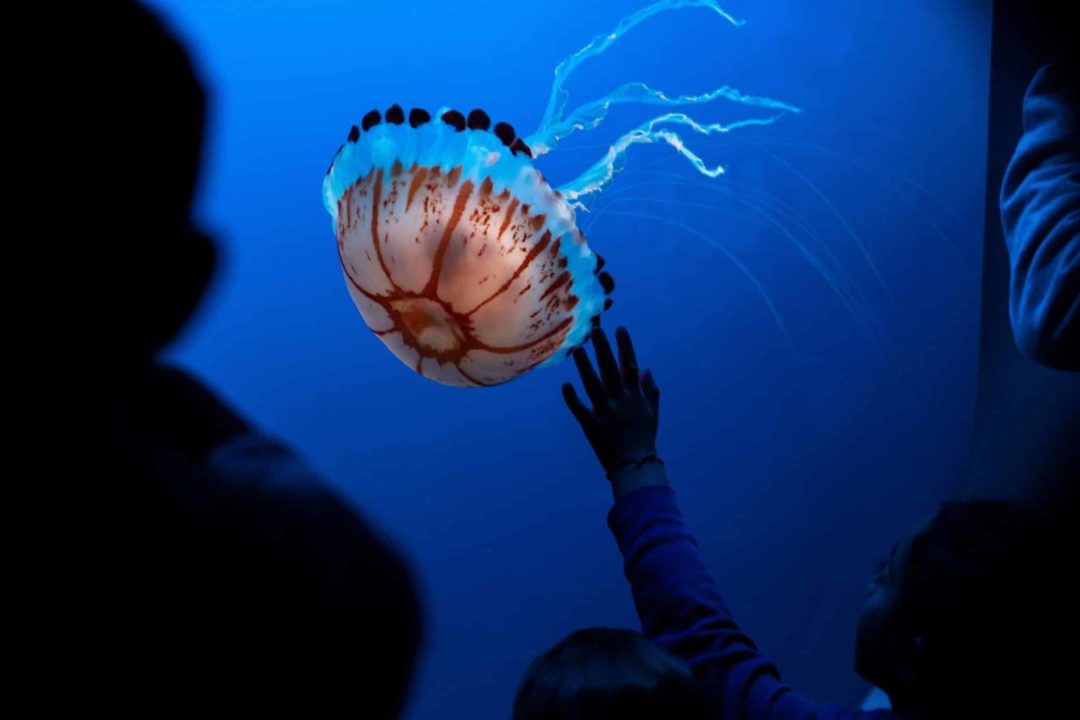 Monterey Bay Aquarium