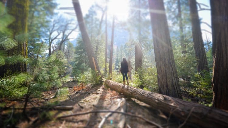 How to see redwoods near San Francisco | Dylan's