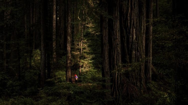 How Much is Muir Woods Parking? And Other FAQs