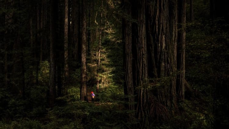 person standing in single sunny spot in muir woods