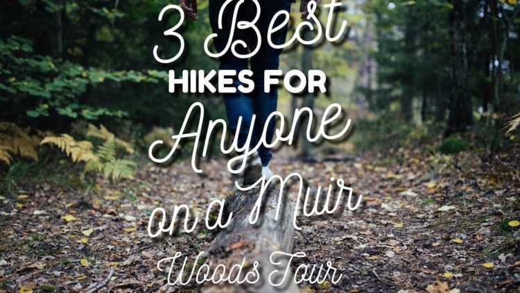 Best Muir Woods Hikes for anyone on a Muir Woods Tour