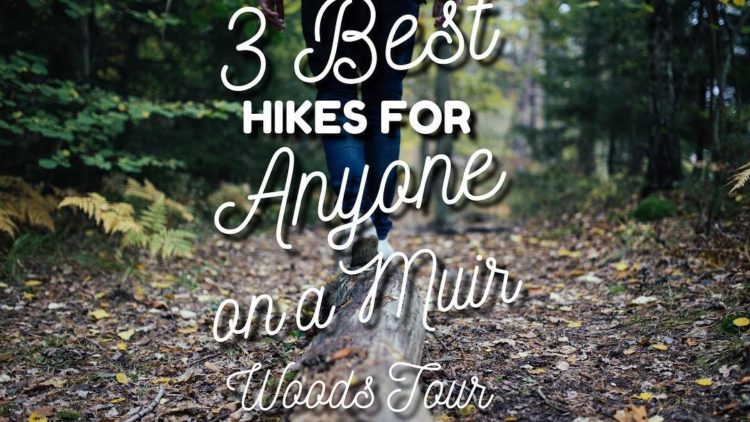 5 Best Muir Woods Hikes for Anyone on a Muir Woods Tour
