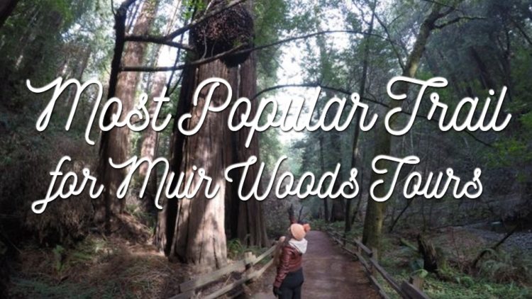 The most popular muir woods trail you should hike.