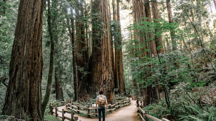 10 Ways to get from San Francisco to Muir Woods