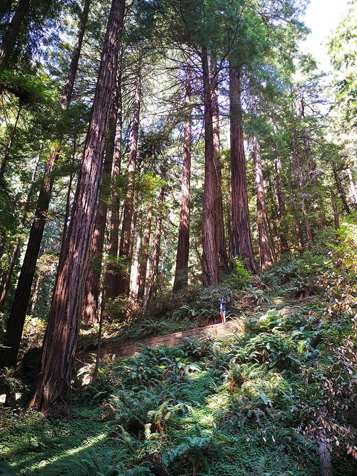 redwoods at Muir Woods