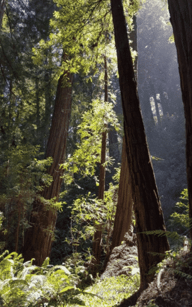 Muir Woods photos