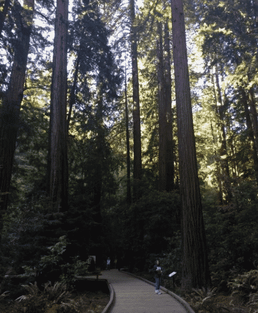 Muir Woods trip