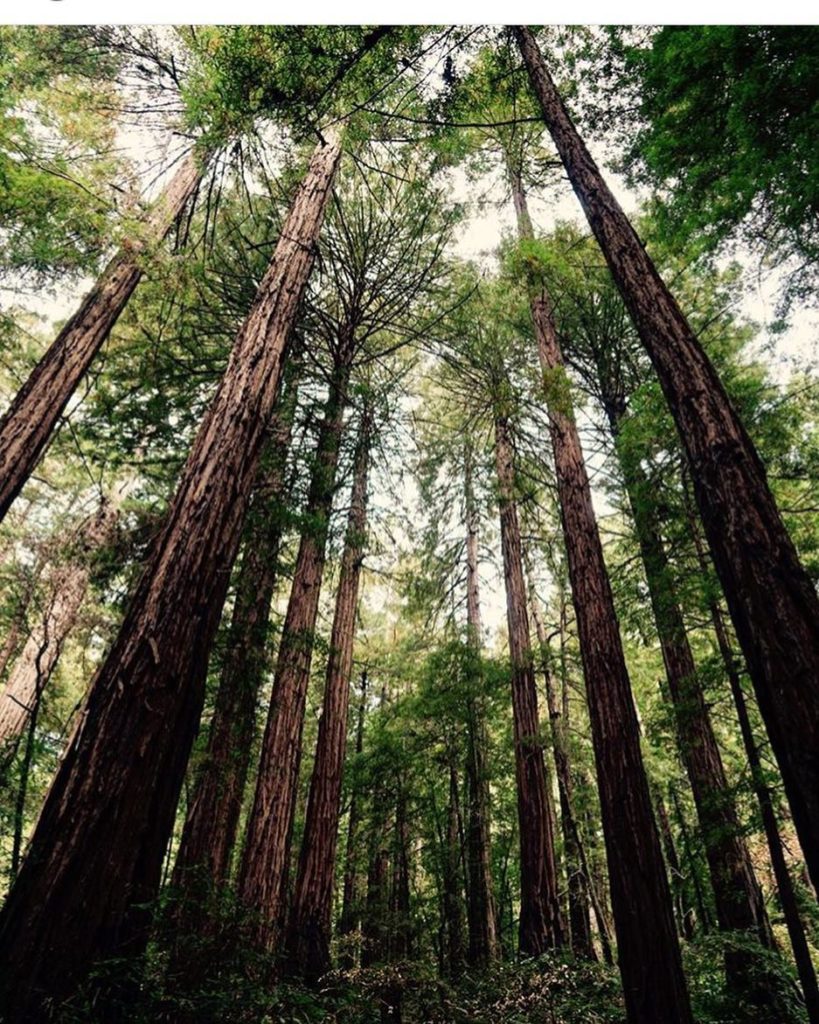 Muir Woods history