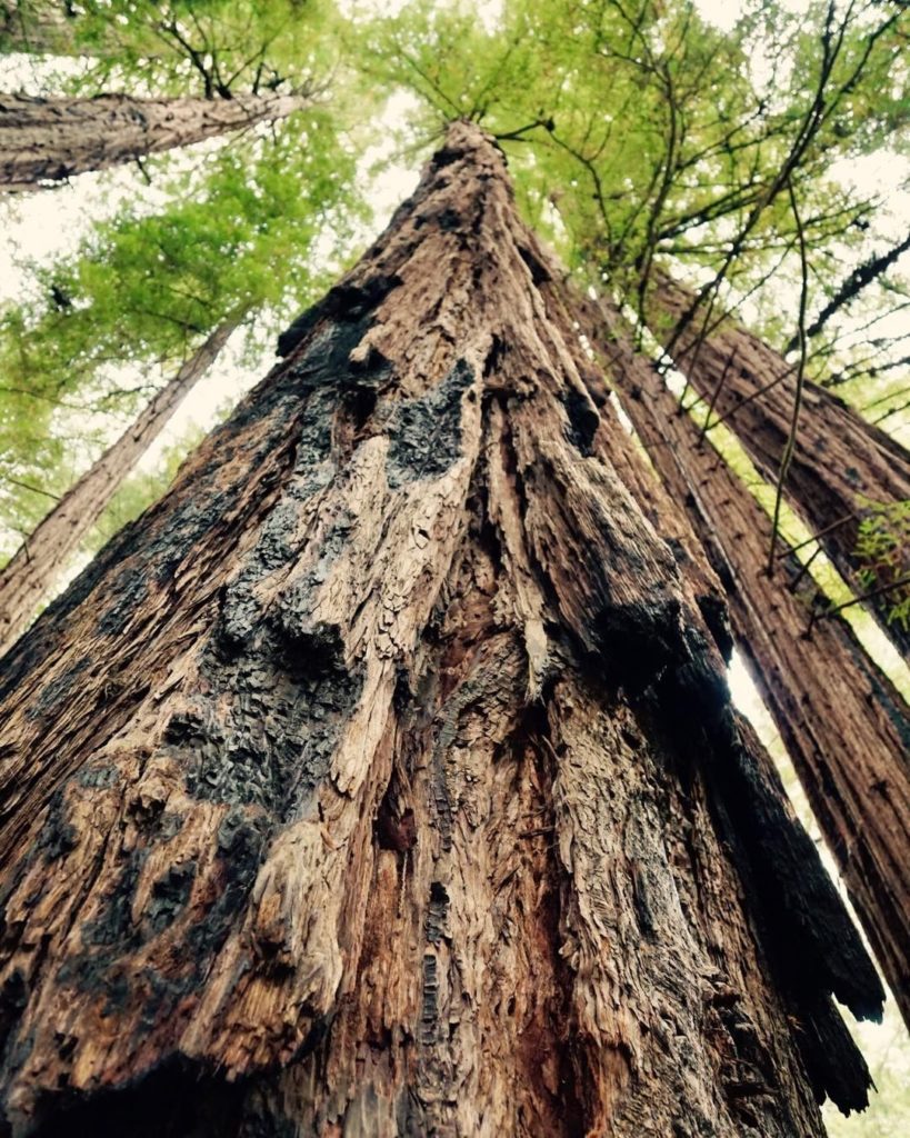 redwoods at Muir Woods
