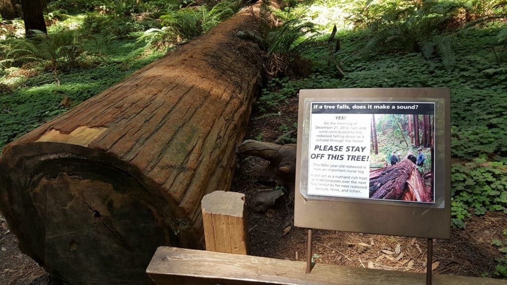 Muir Woods tallest tree