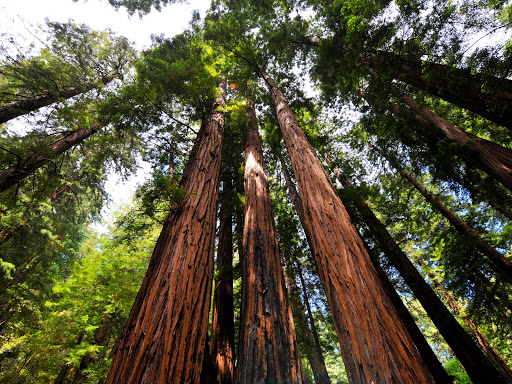 Go from the Golden Gate Bridge to Muir Woods.