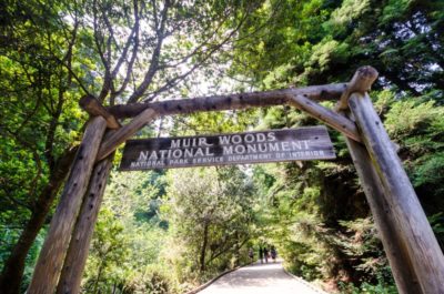 Muir Woods National Park Information
