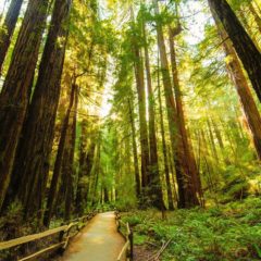 Muir Woods Tours