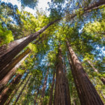 Muir Woods Tours and Shuttles from San Francisco