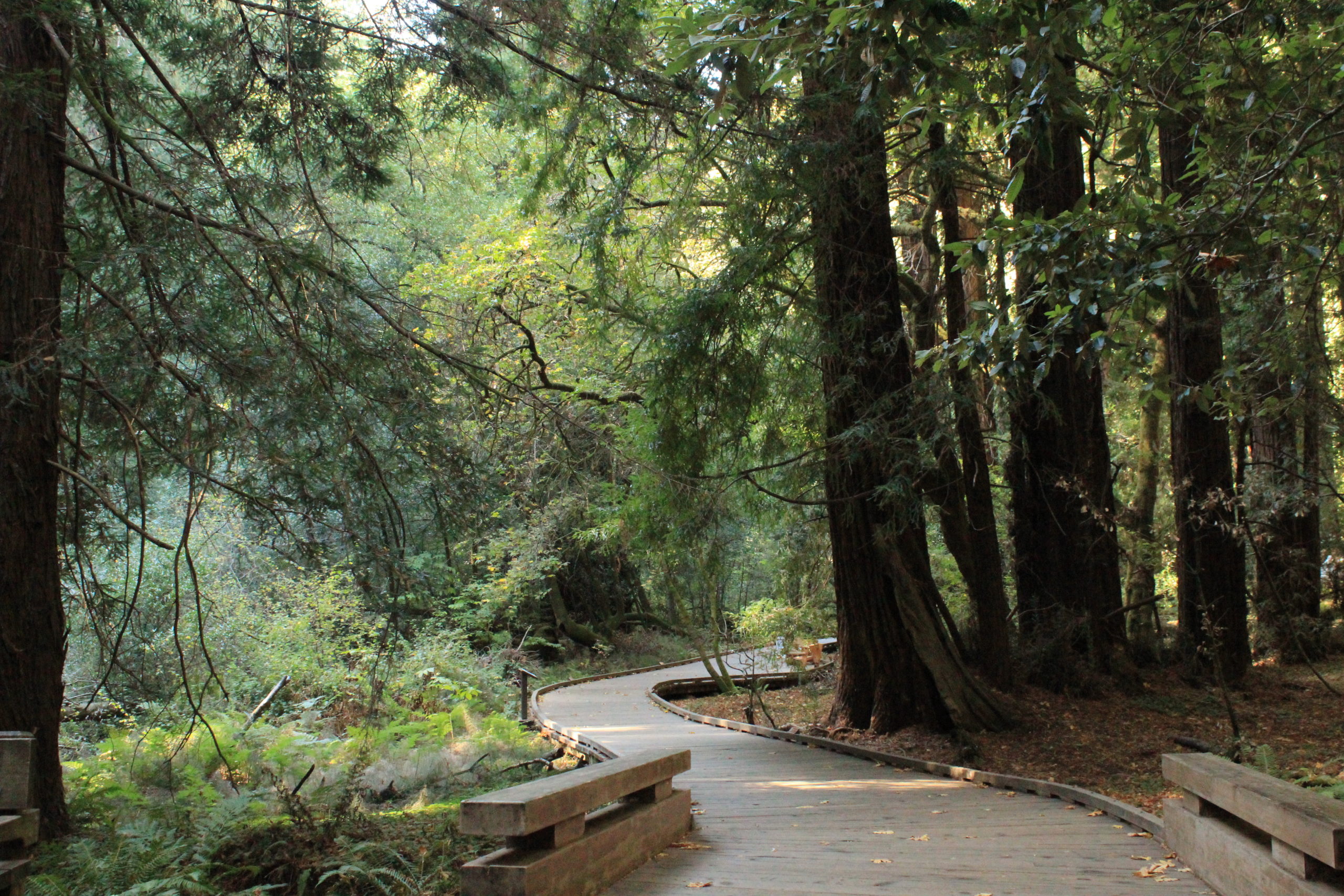 Muir Woods Trails