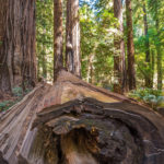 Muir Woods Coastal Redwoods