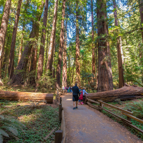 group tours to Muir Woods from San Francisco