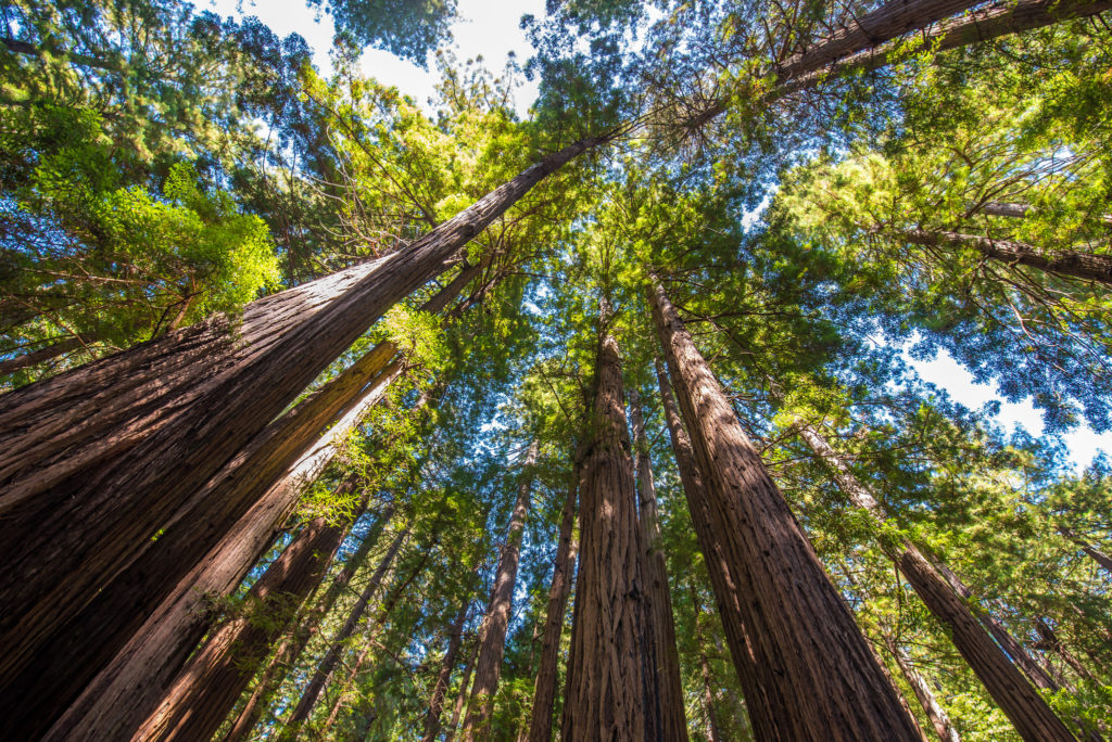 Coastal Redwoods Muir Woods