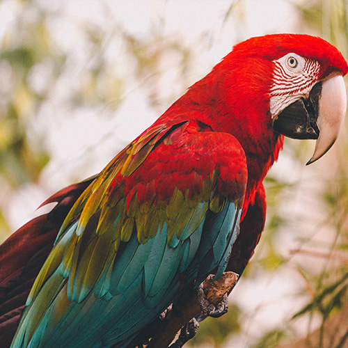 Parrot at San Francisco Zoo