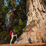 person with red backpack looking up at a giant tree