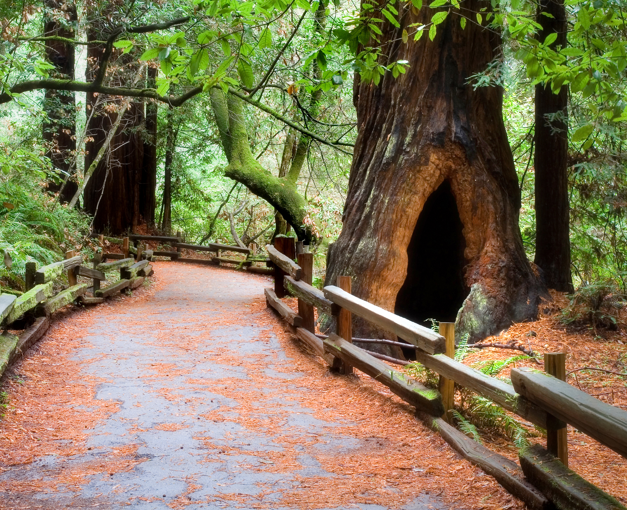 muir woods hiking trails