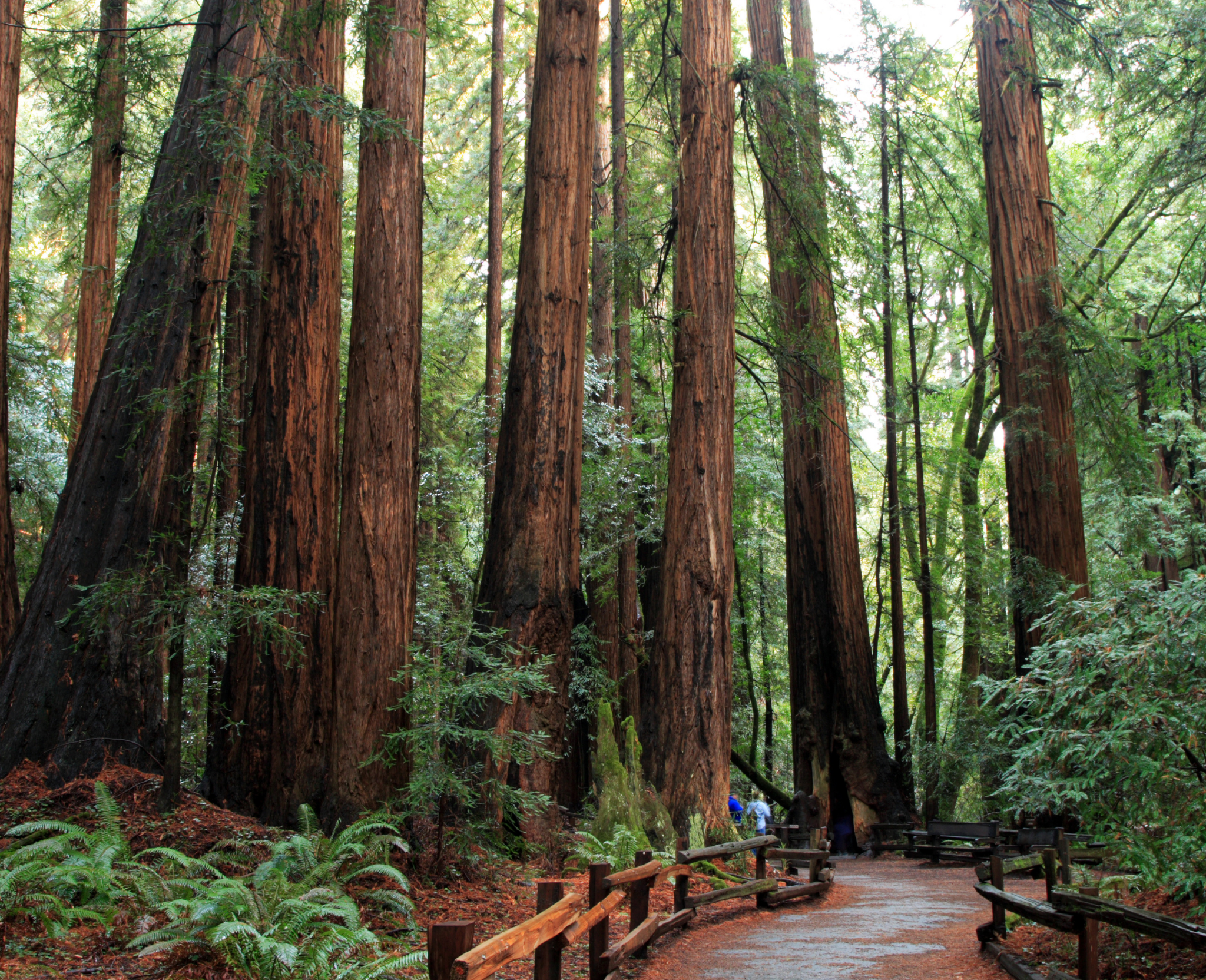 muir woods trail through the trees