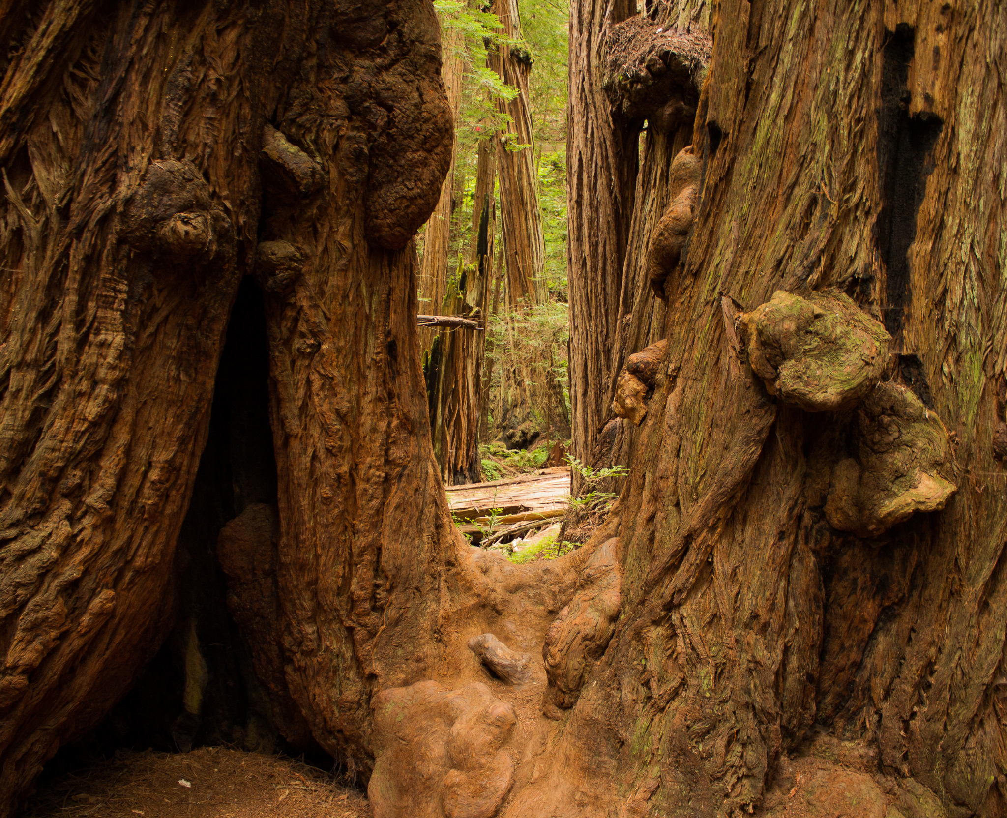 muir woods redwoods trees