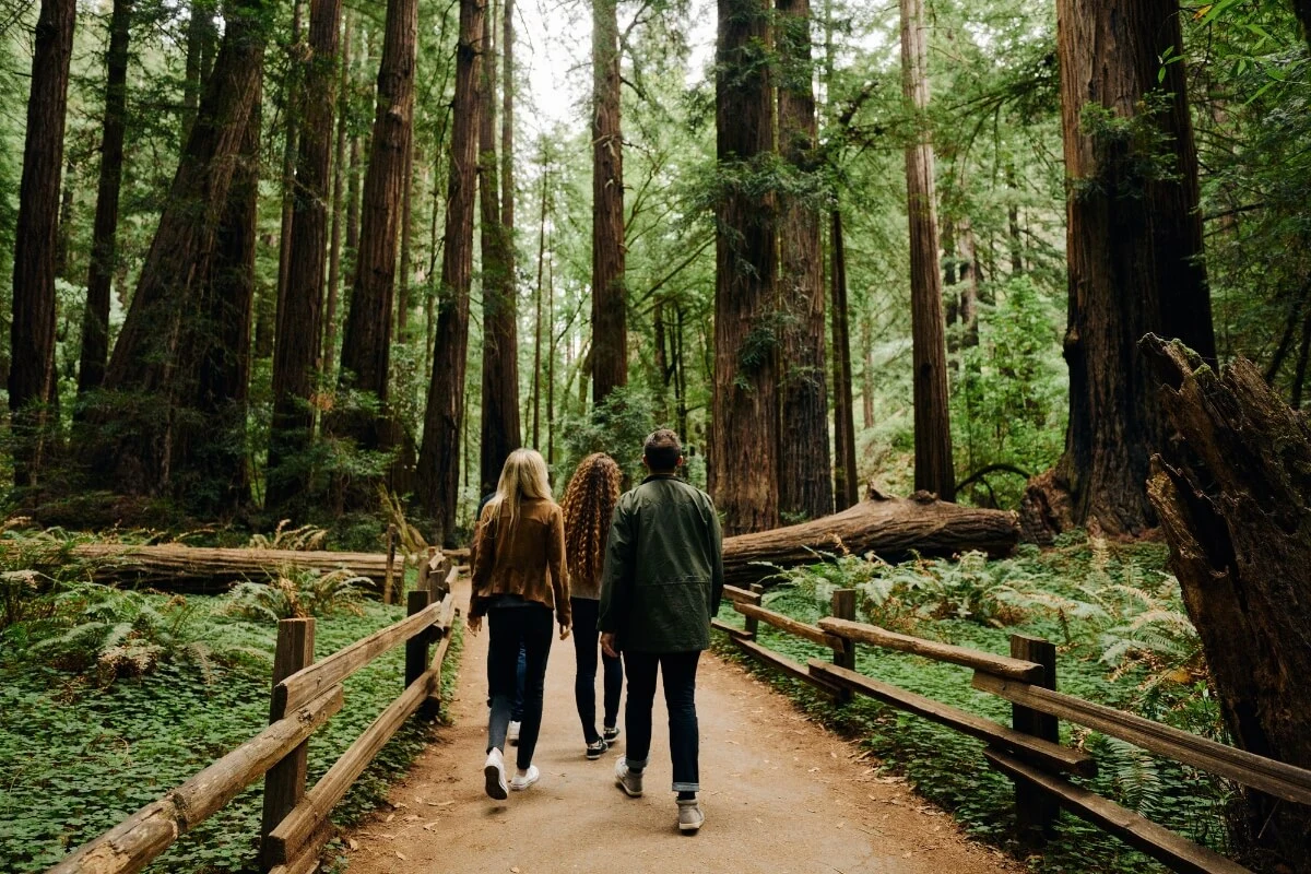 Tourists walking along a wooden trail surrounded by towering redwood trees in Muir Woods National Monument near San Francisco.