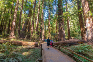 Private tour of Muir Woods - San Francisco