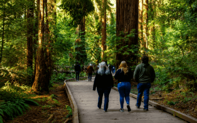 Best Muir Woods Tours From San Francisco
