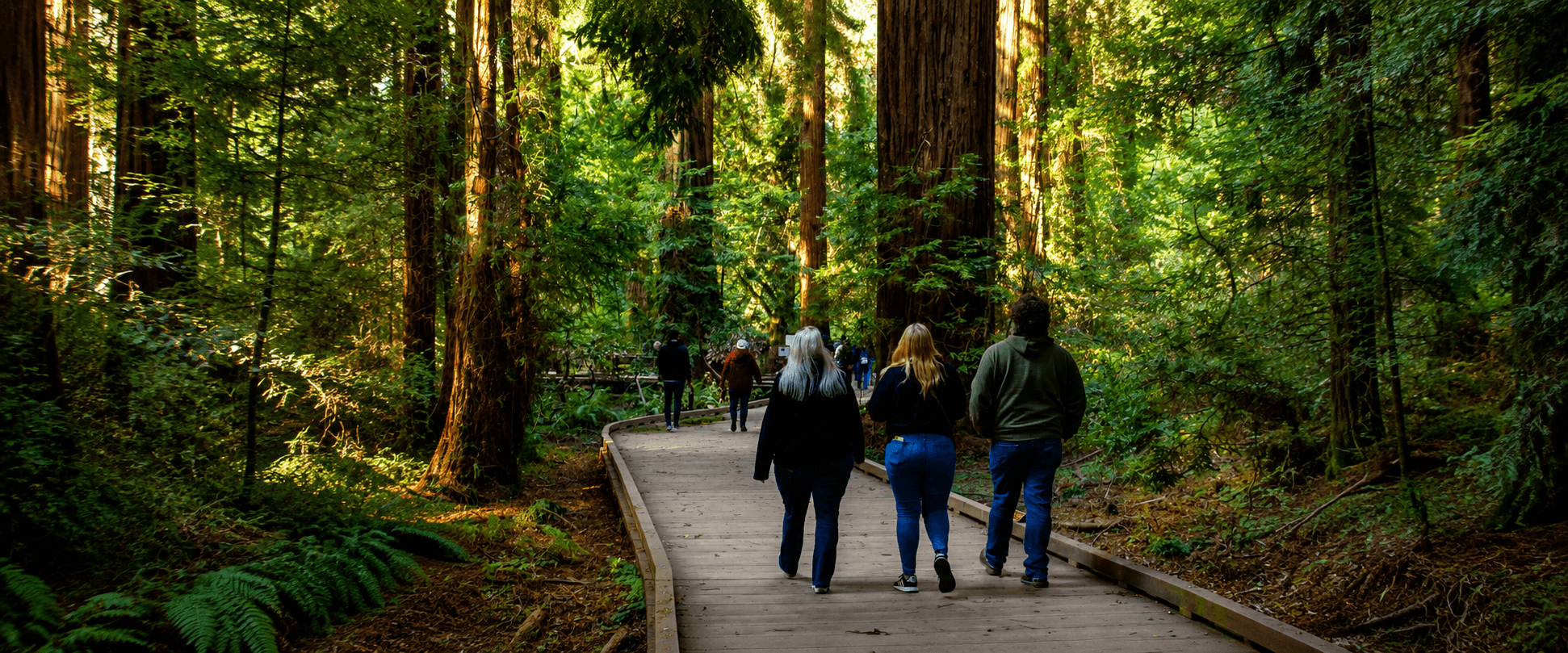 Visitors Walking Boardwalk Trail Through Giant Redwoods at Muir Woods California Group of visitors walking along a winding boardwalk path through tall coastal redwood trees at Muir Woods
