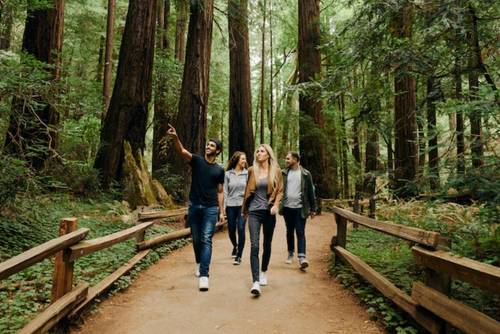 group of 4 walking through muir woods