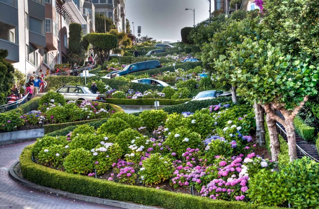 Flowers along Lombard Street with cars winding down the crooked pathway.