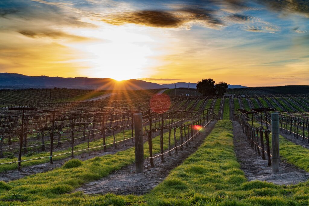 sunset over paso robles vineyards