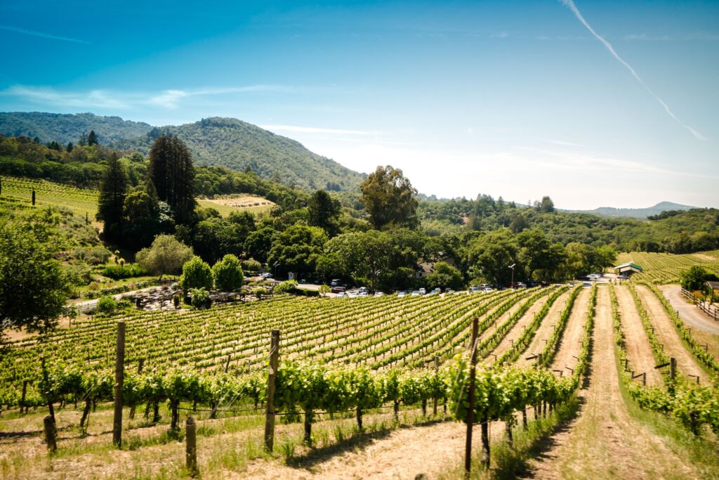 The vineyards of a Sonoma County winery.