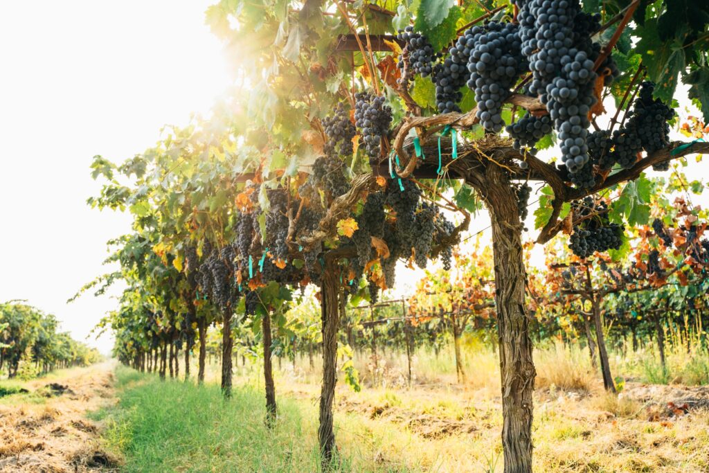 wine grapes in a Fresno, CA vineyard