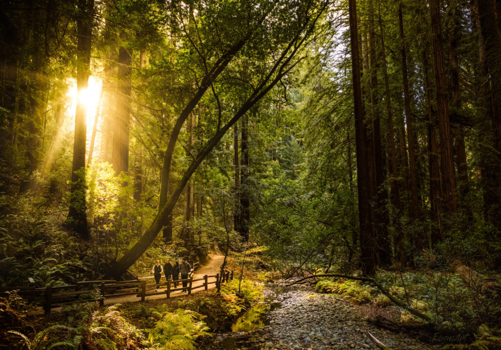 Sun Shining Through Muir Woods Coast Redwoods