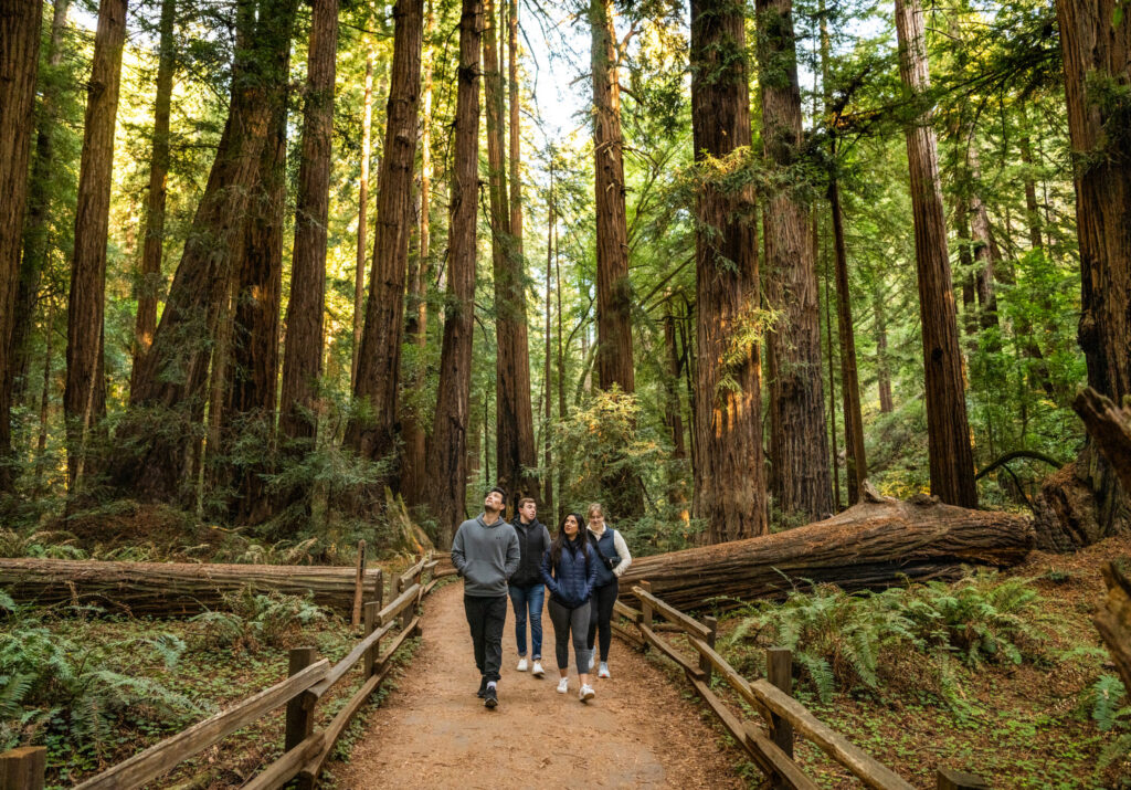 Group of Friends hiking at Muir Woods National Monument